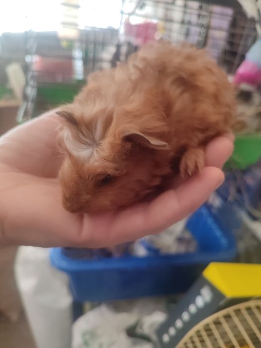 Морские свинки разные породы