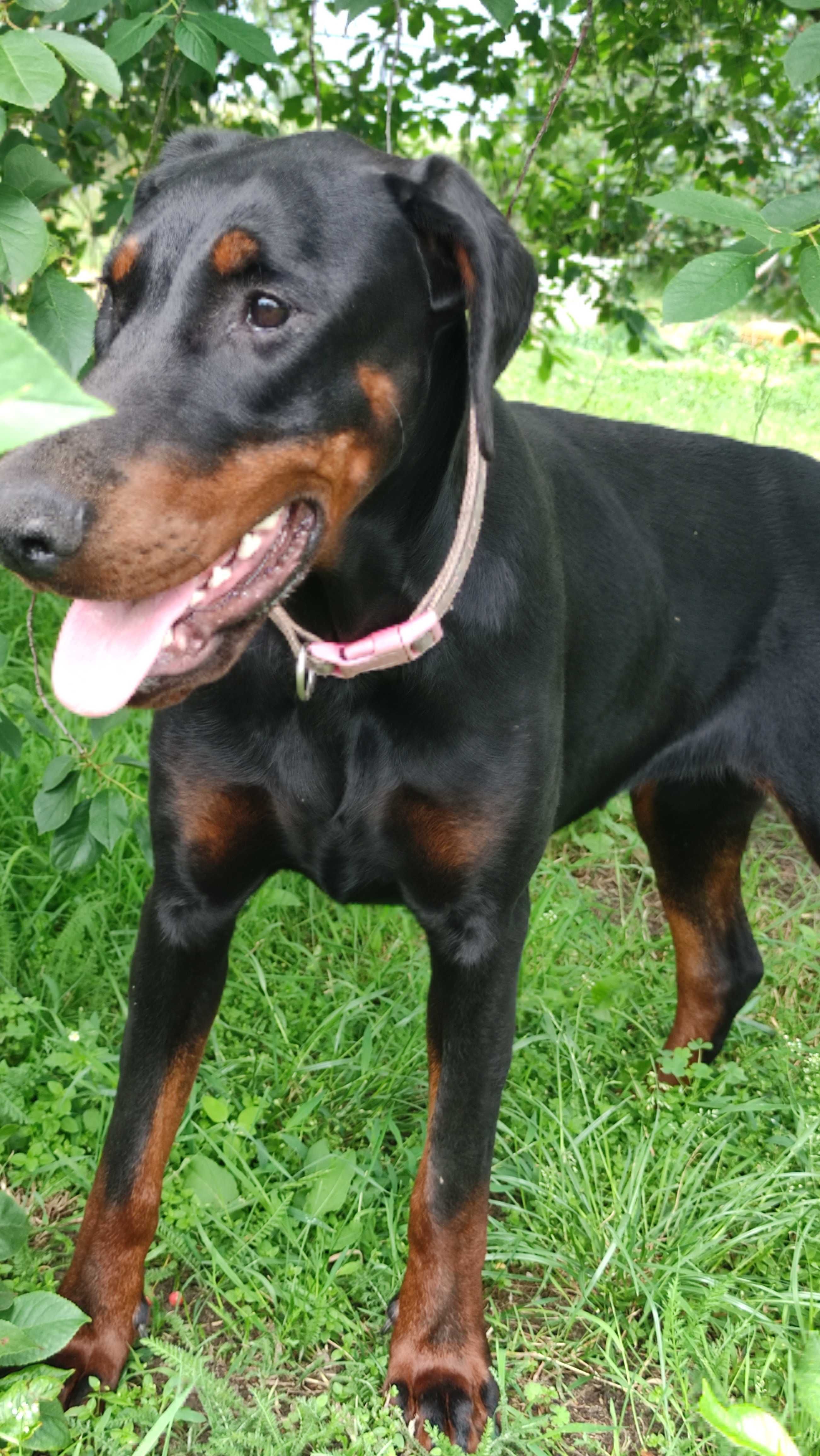 Szczenię Dobermana FCI