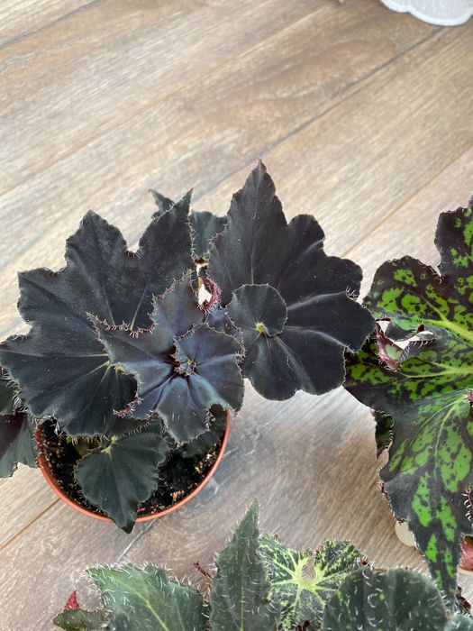 Продаются бегонии