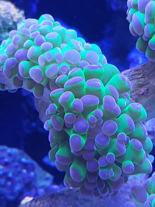 Euphylia parancora super fluo i inne koralowce