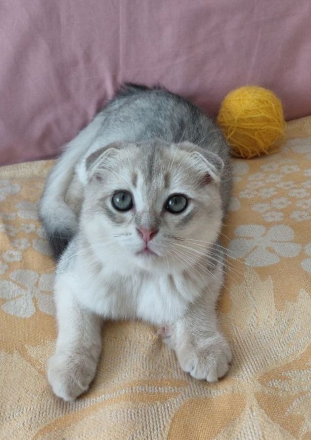 Шотландский котик золота шиншила ау11