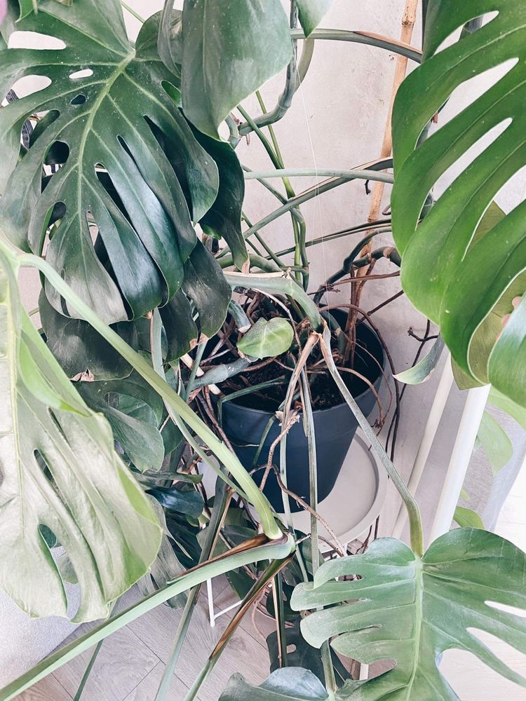 Monstera dziurawa