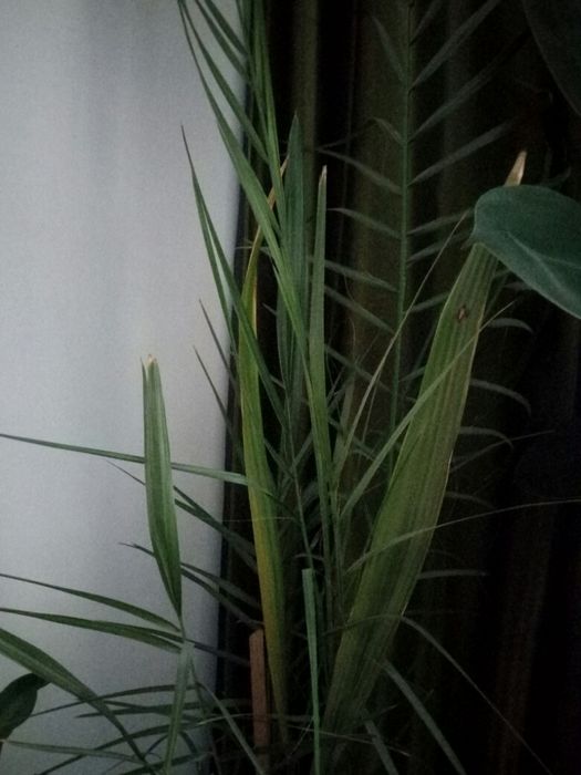 саджанці пальми фініковоі