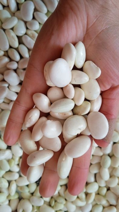 Фасоля суха квасоля яська на салат, консервації