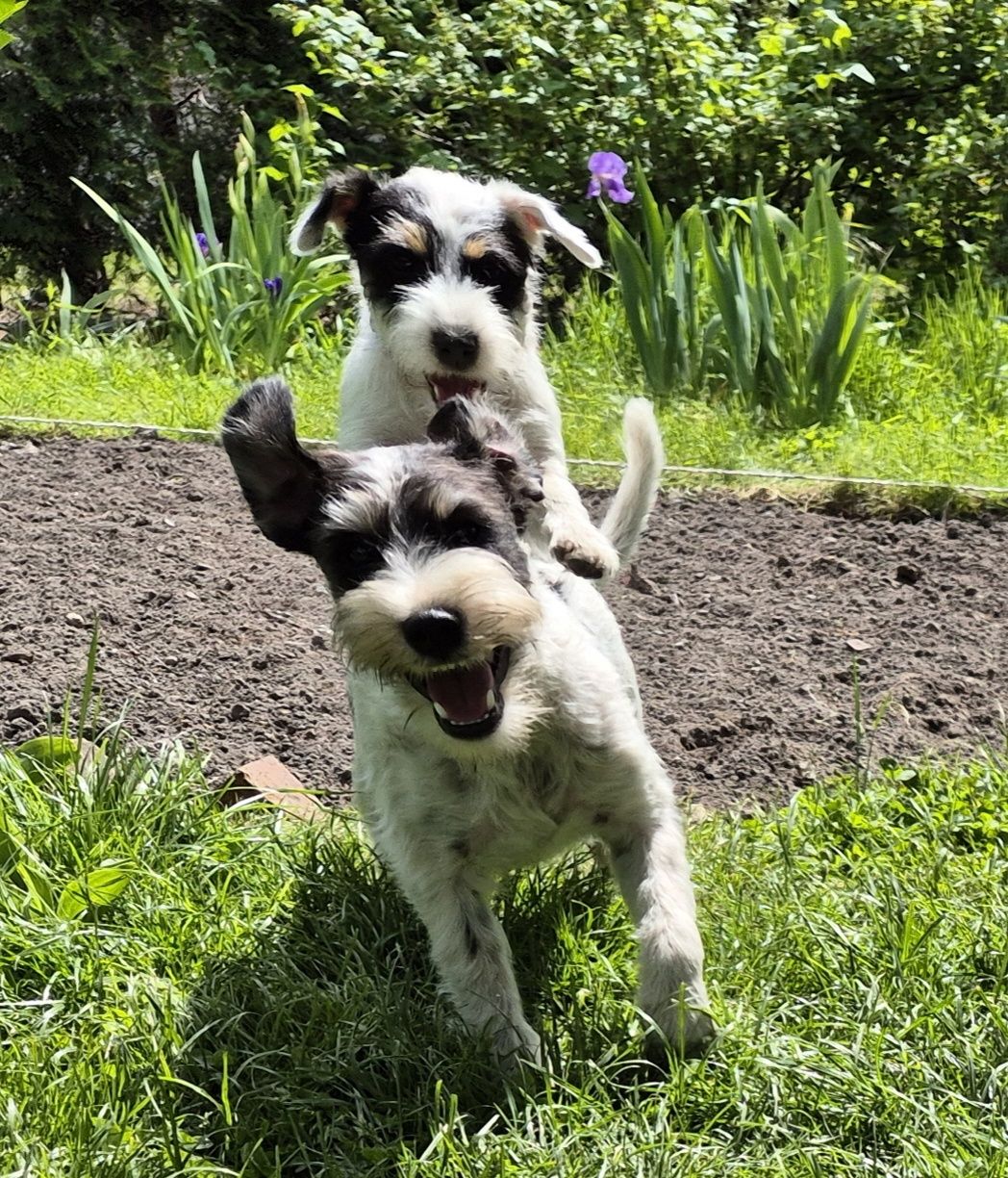 Parson Russell Terrier