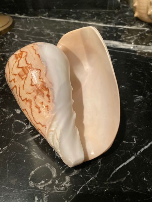 Ракушки из Китая