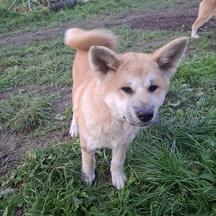 Suczka Akita Inu SWKiPR