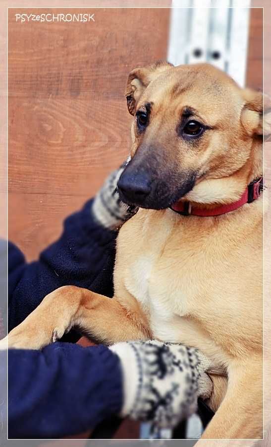 Greta - młoda, ufna sunia z nadzieją na lepsze jutro