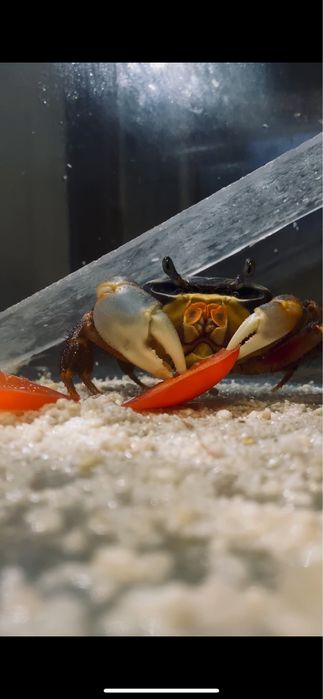 Краб Майкл шукає сімʼю