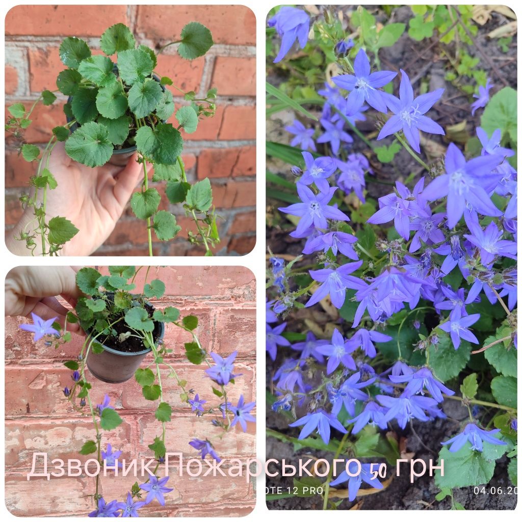 Каріоптерис, спірея, бересклет
