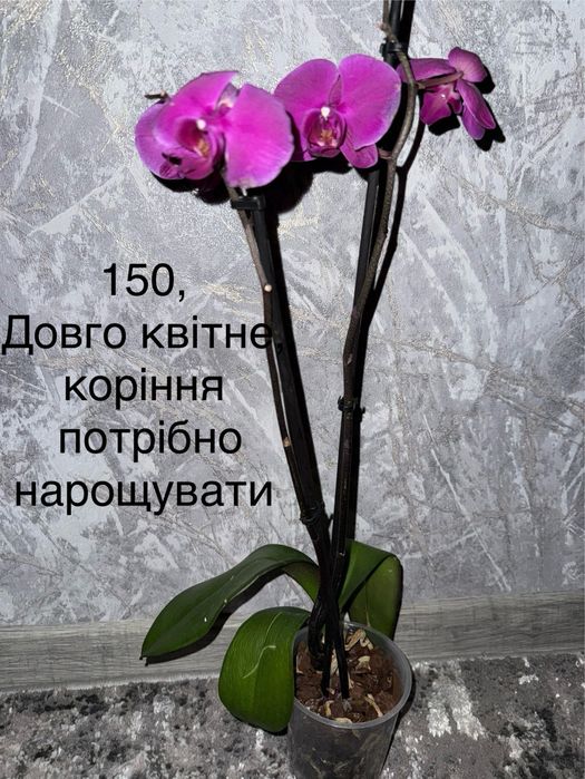 Орхідея домашня з дітками, квітоносами