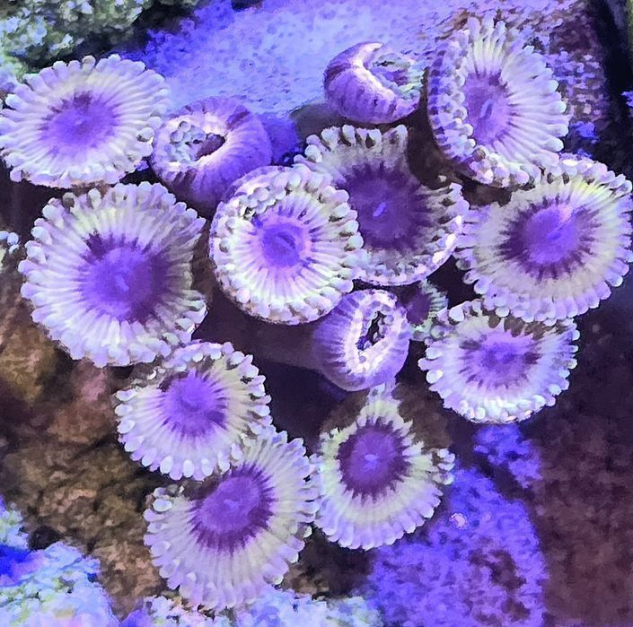Zoanthus White Velvet Zoa Zoa głowek w FLUOLAMPS.PL WYSYŁKI