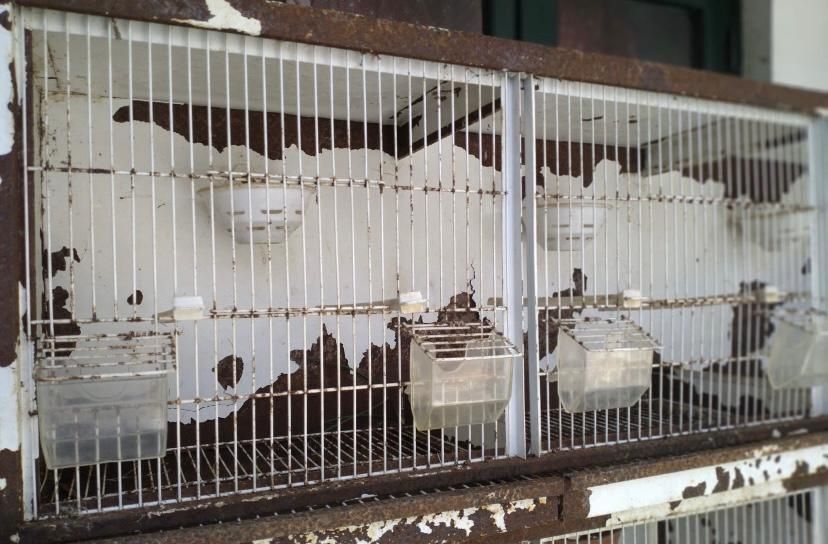 Conjunto de 4 gaiolões