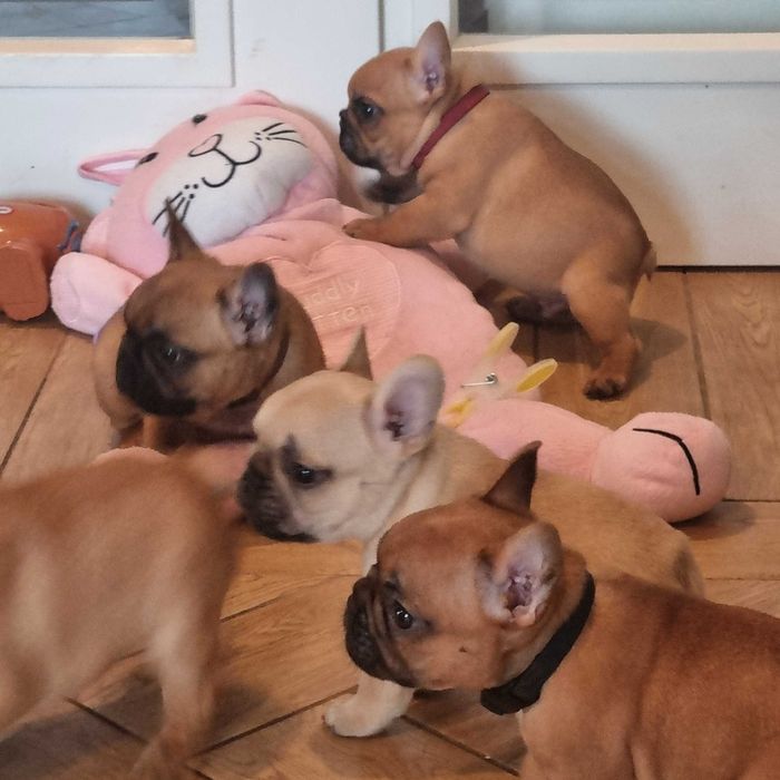 Buldog Francuski FCI  ZKwP , Maluch gotowy do zmiany domu