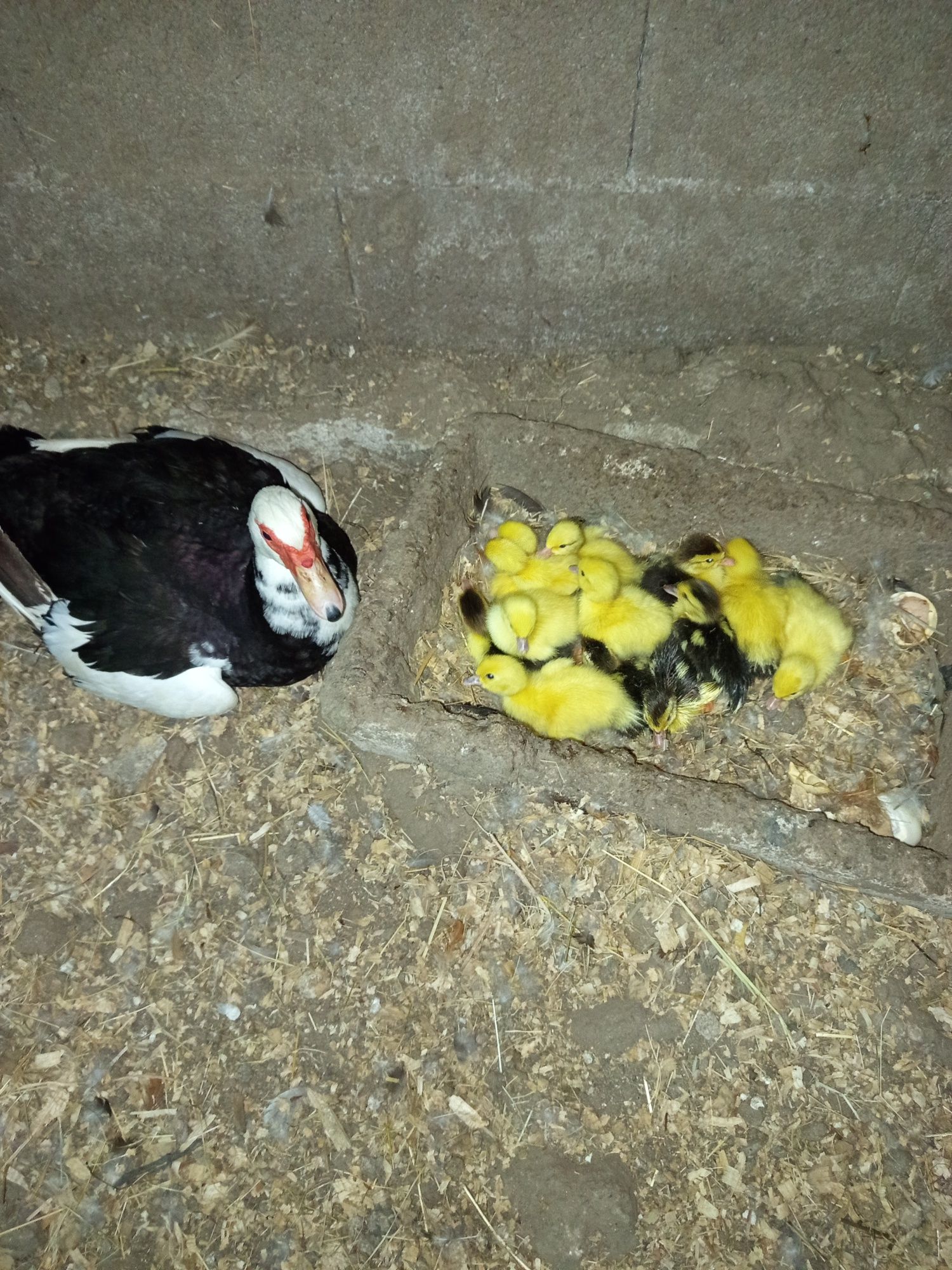 Patos mudos lindos