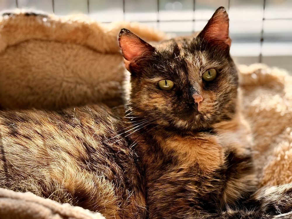 Toffi - wyjątkowa koteczka do adopcji