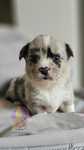 Welsh Corgi Cardigan