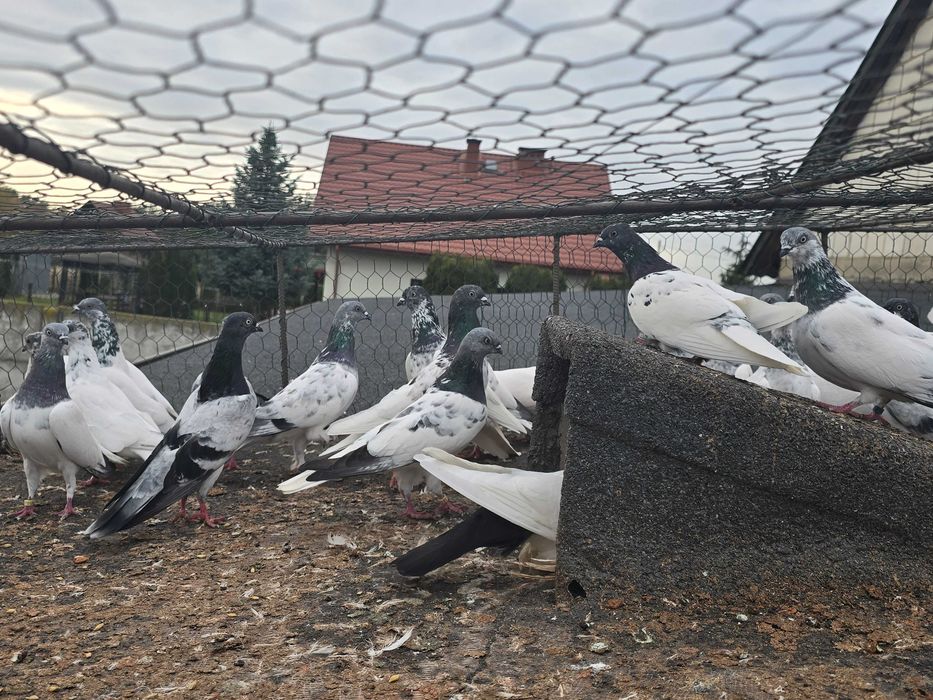 Budapeszty lot 20 sztuk ganiane