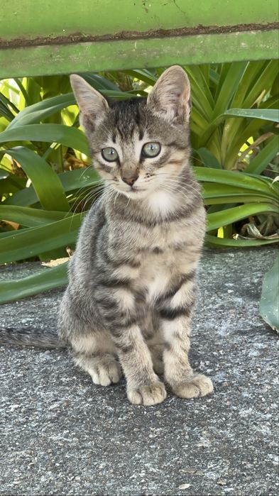 Gato macho para adocao