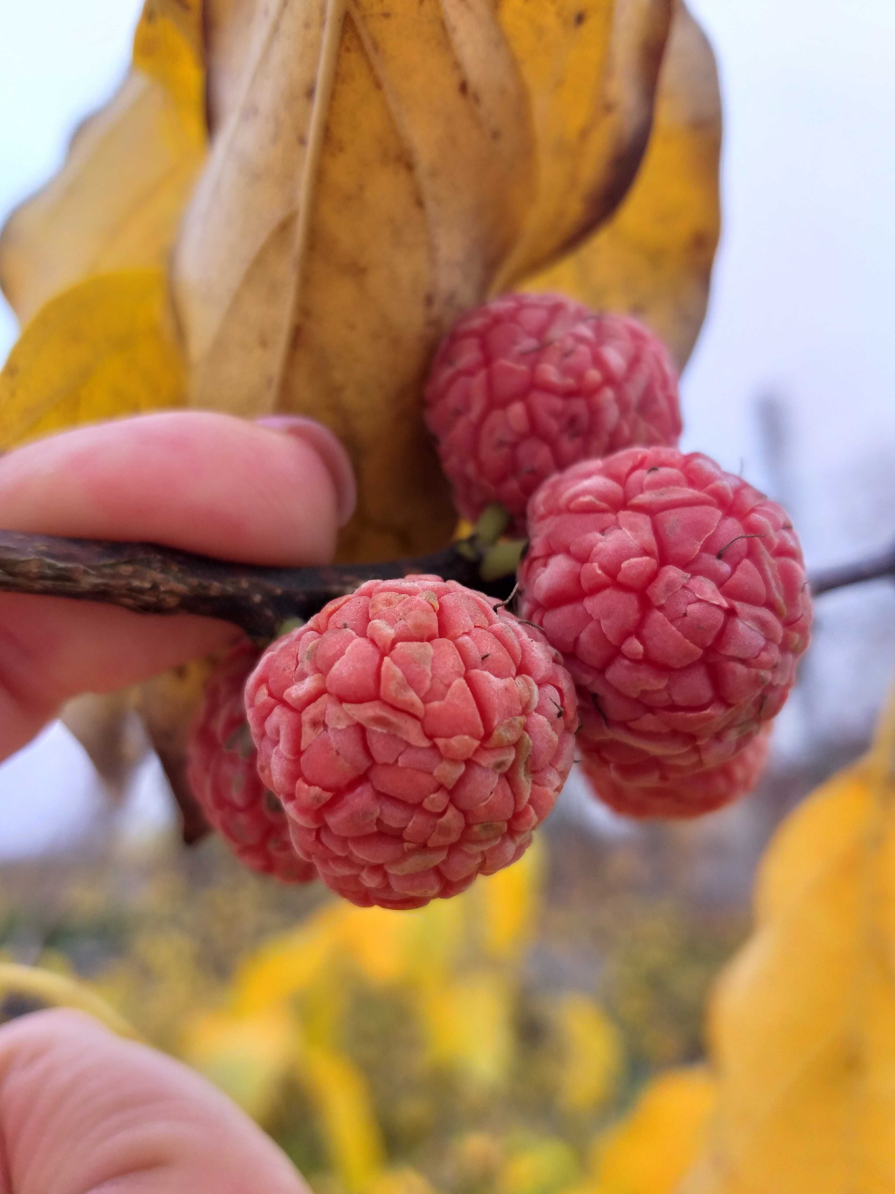 Продам Гранат, Кудранию, Альбицию, Хурму, Инжир, Павловнию