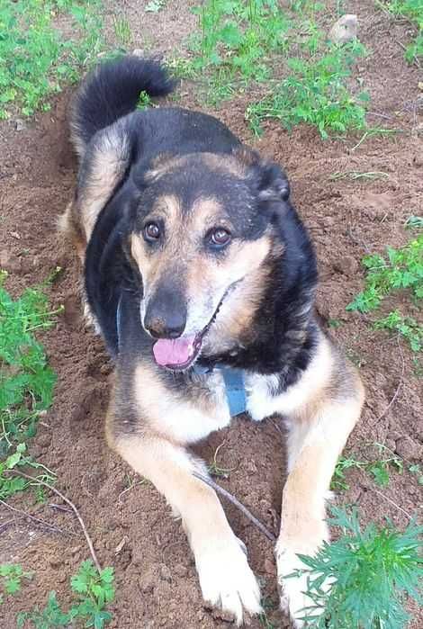 Waleria, kocha człowieka nad życie. Daj jej szansę na dom