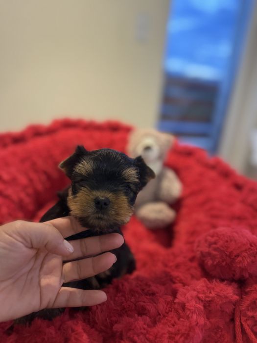 York Yorkshire terrier suczka rodowód ZKwP FCI