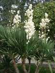 A beleza das Yuccas plantas--jardins