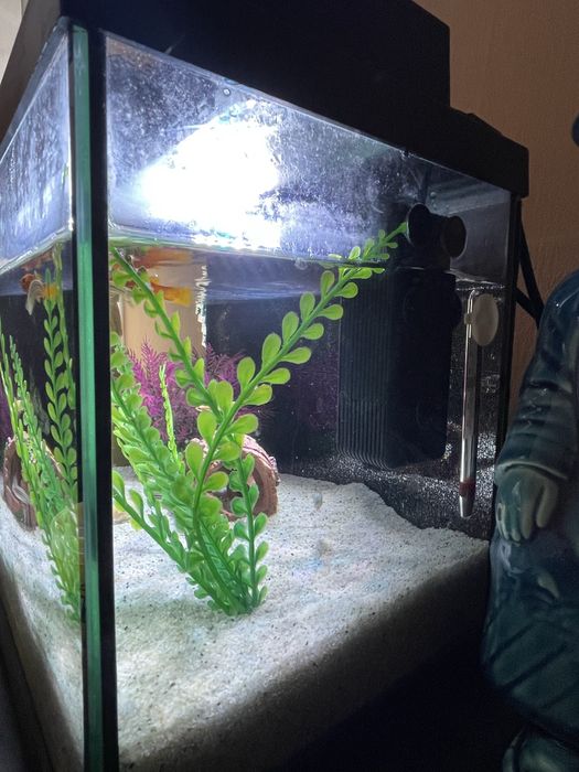 Aquario completo