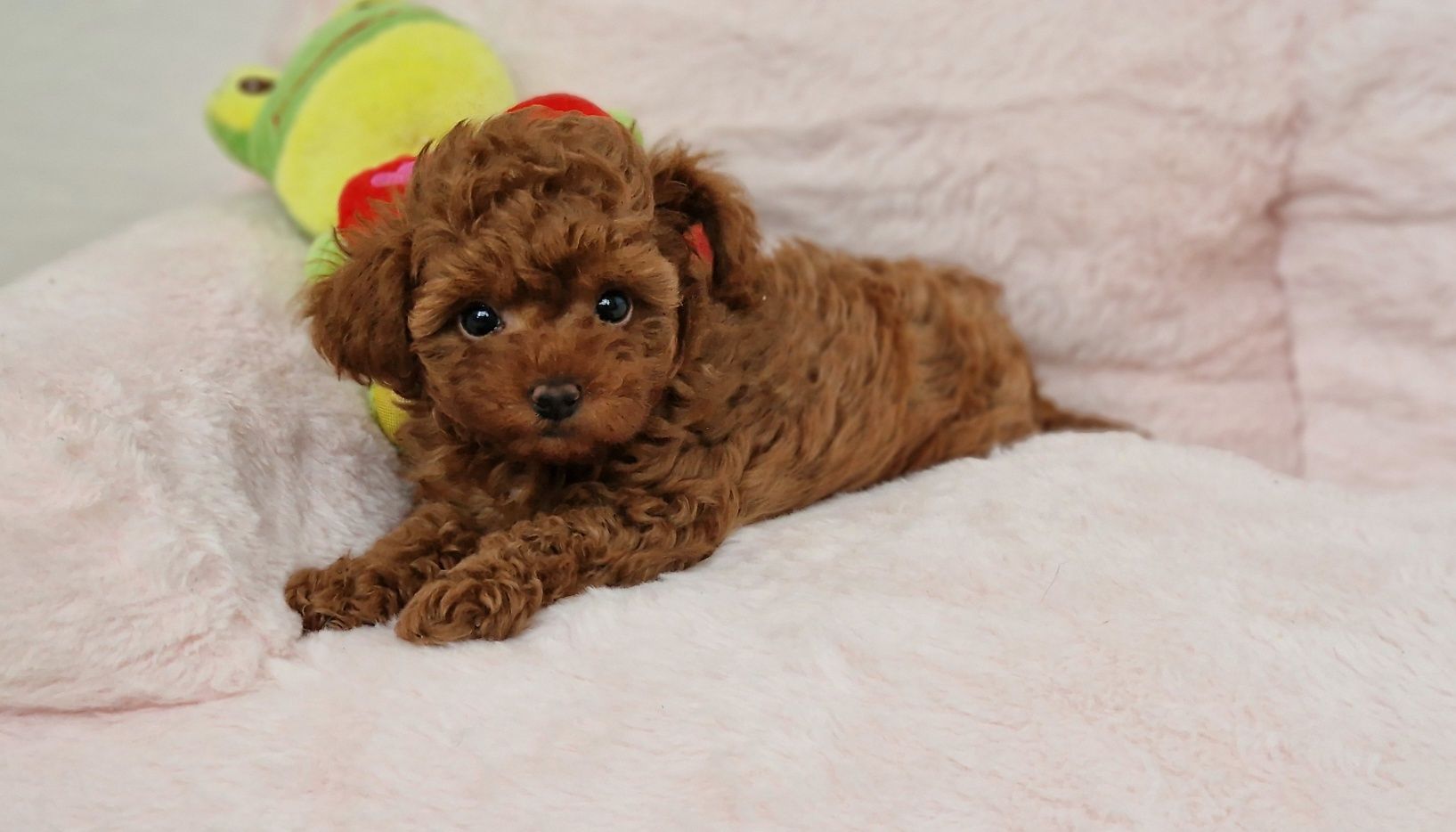 Pudel toy,  red-brown,  suczka