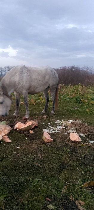 Продається кобила!