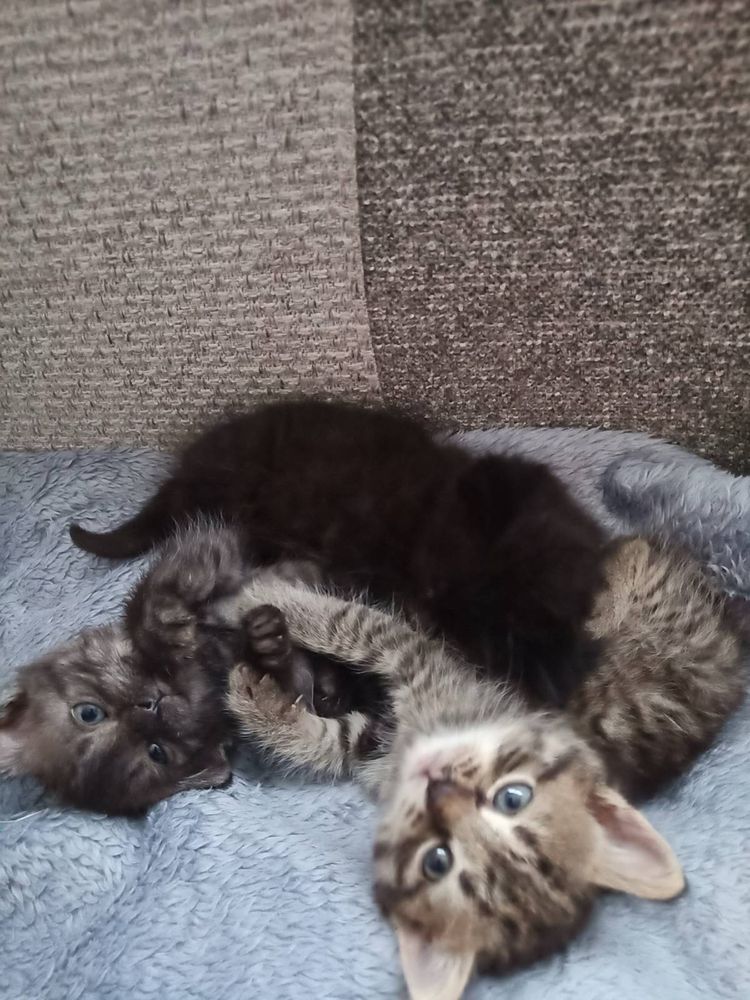 Котики безкоштовно