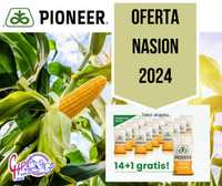 Nasiona kukurydzy Pioneer - P8834, P8329, P8358 i wiele innych - 2024