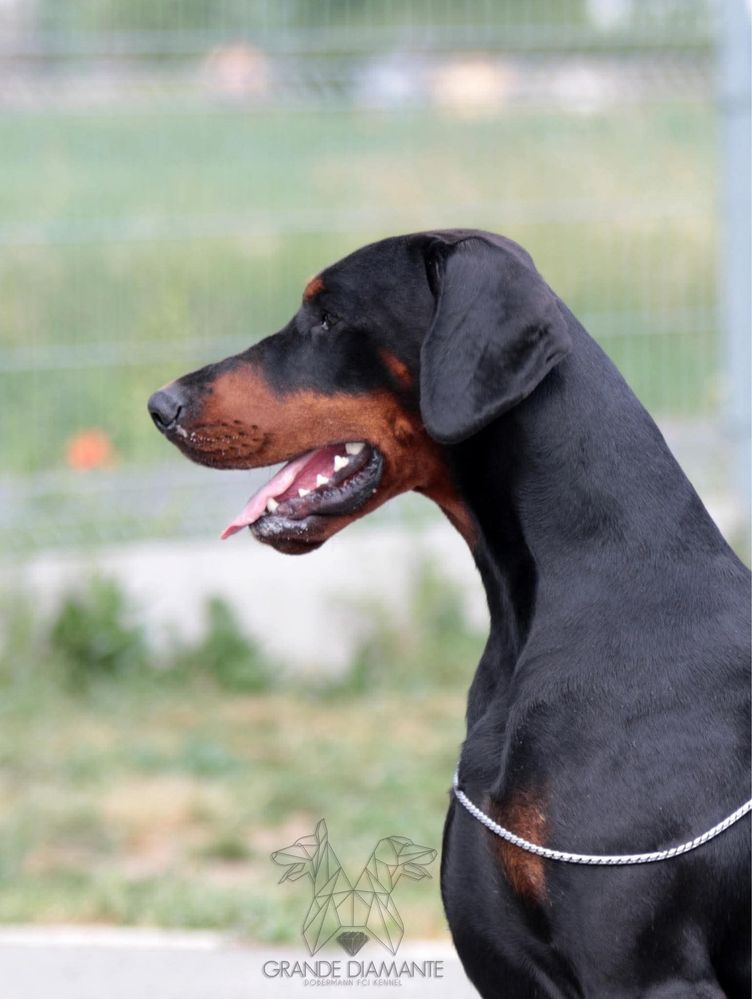 Doberman FCI-zapowiedź miotu
