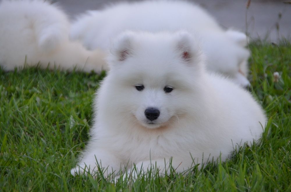 Samoyed ZKwP FCI