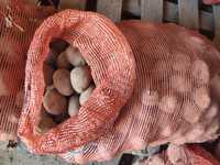 Ziemniaki Bella rosa 35-50 mm
