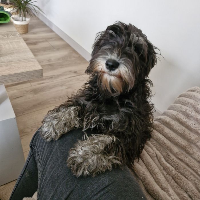 Sznaucer miniatura czarno-srebrne