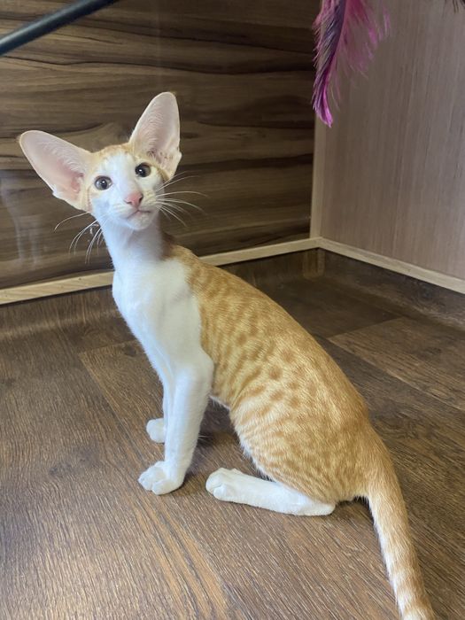 Орієнтальний котик