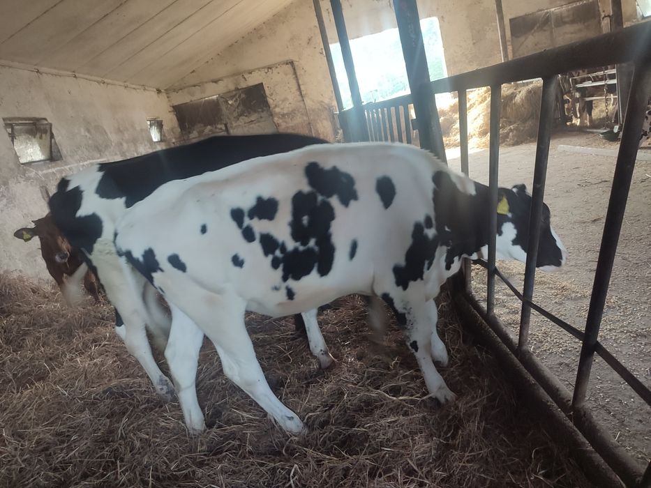 Jałówki hf w świetnej kondycji