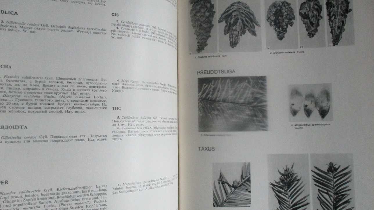 Atlas uszkodzeń drzew i krzewów / drzewa / szkodniki