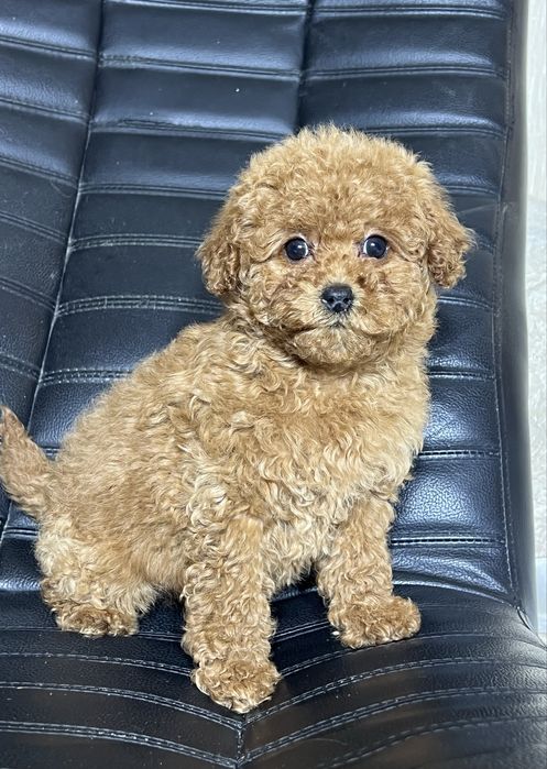 Той пудель Тікап . Дівчинка. Київ