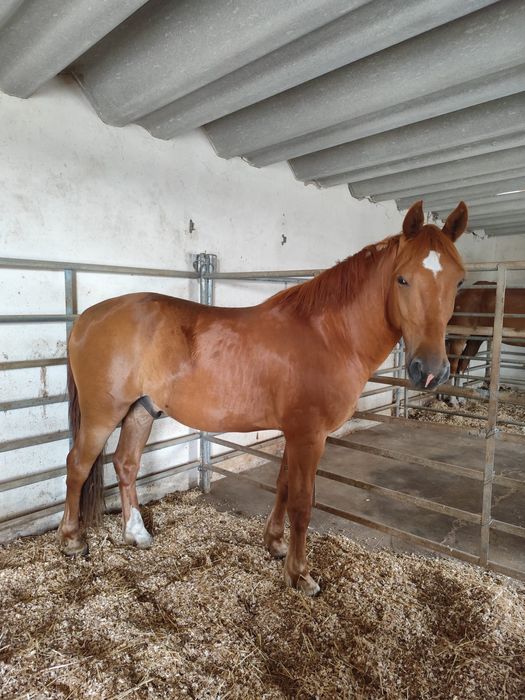 Belo cavalo crusado castrado 7 anos