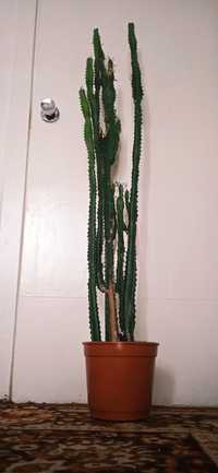 Euphorbia, дуже великий кактус молочай