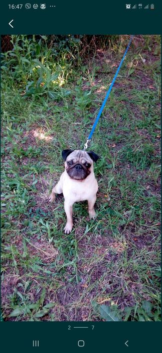 Мальчишка мопс на вязку