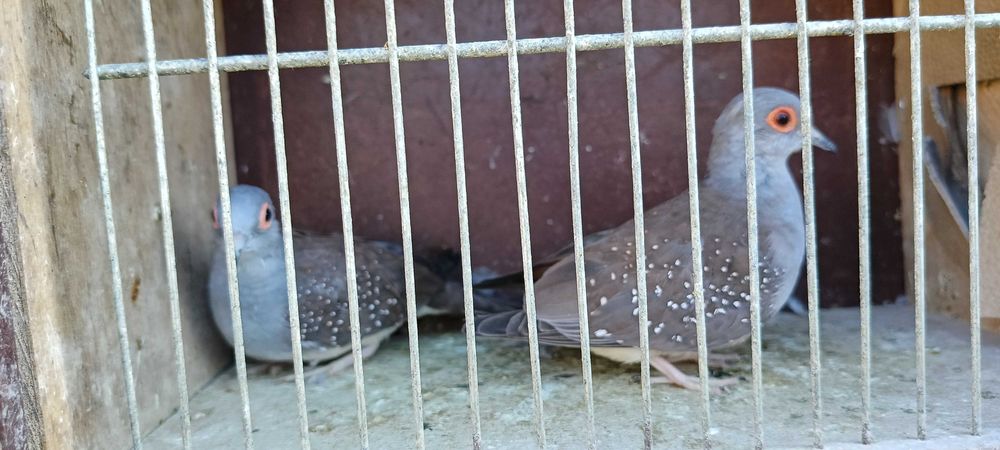 Gołąbki diamentowe pary i wolne samczyki