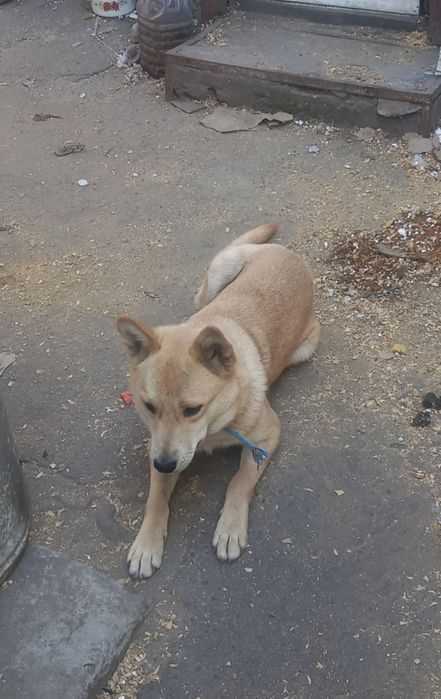 Собака в добрі ручки!