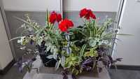 Продам  рослини балконний горщик кашпо  кімнатні квіти