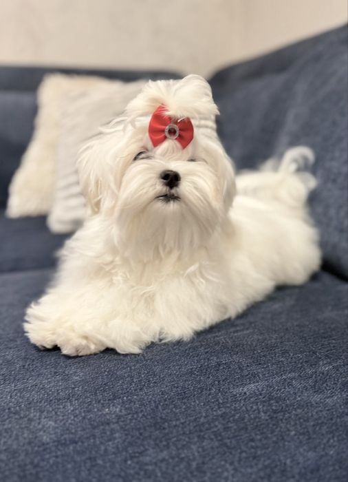 Maltańczyk suczka rodowód ZKwP FCI