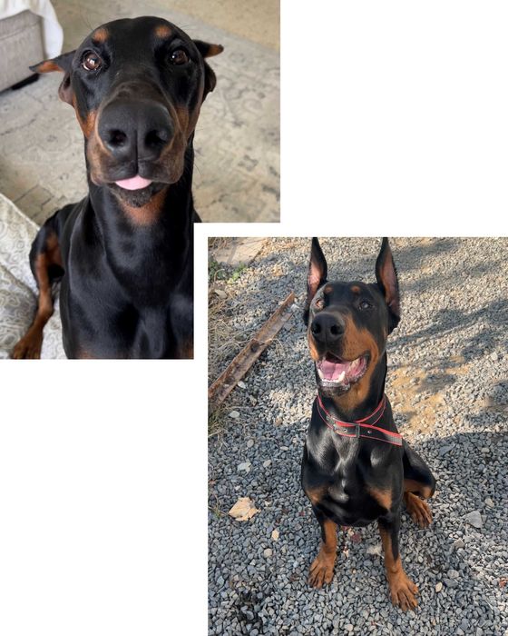 Чистокровні цуценята добермана