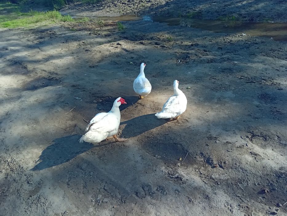 Продим качки шипуни