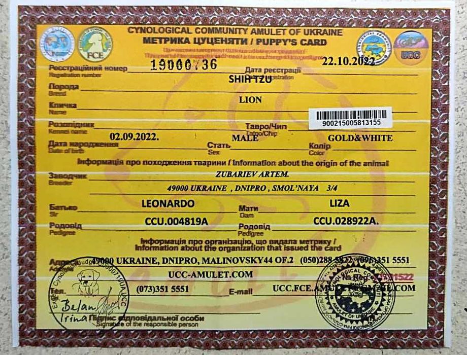 Вязка Ши-Тцу. 2000гр.